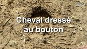 Le cheval au bouton