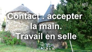 Contact : accepter la main. Travail en selle