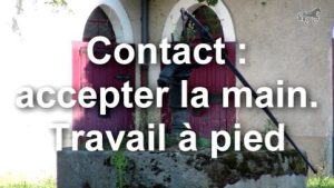 Contact : accepter la main. Travail à pied