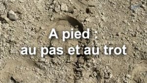 Contact, travail à pied, au pas et au trot - Cheval 1