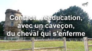 Contact : rééducation, avec un caveçon, du cheval qui s'enferme