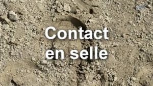 Contact - Travail en selle - Cheval 1