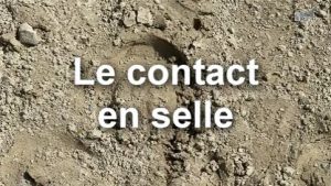 Contact - Travail en selle - Cheval 2