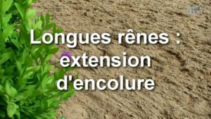 Longues rênes - Extension d'encolure