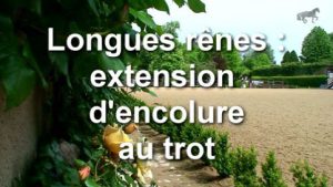 Longues rênes - Extension d'encolure au trot