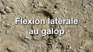 Flexion latérale au galop