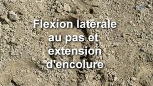 Flexion latérale - Au pas