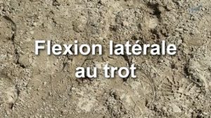 Flexion latérale au trot