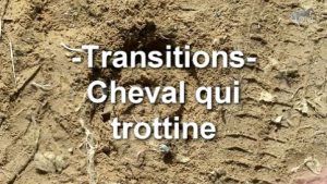 Problème : cheval qui trottine