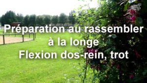 Préparation au rassembler à la longe. Flexion dos-rein, trot