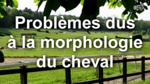 Rassembler : Problèmes dus à la morphologie du cheval