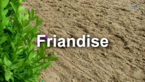 Friandise