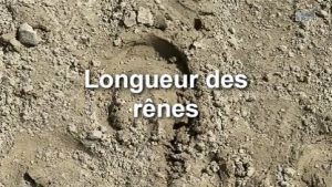 Longueur des rênes