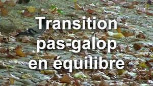 Transition pas-galop en équilibre