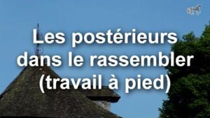 Les postérieurs dans le rassembler (travail à pied)