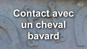 Contact avec un cheval bavard