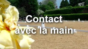 Premiers pas du jeune cheval : contact avec la main