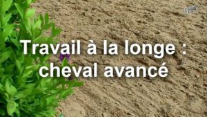 Travail à la longe avec l'enrênement Lorentz pour un cheval plus avancé