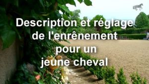 Description et réglage de l'enrênement Lorentz (ou rênes Vienne) pour un jeune cheval