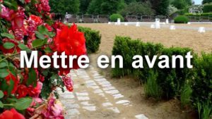 Premiers pas du jeune cheval : mettre en avant