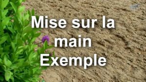 Mise sur la main : exemple cheval pie