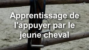 Travail de deux pistes : préparer l'appuyer avec un jeune cheval