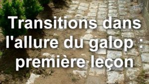 Transitions dans l'allure du galop : première leçon