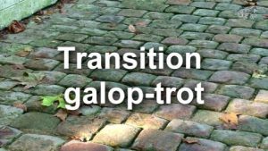 Transition galop-trot