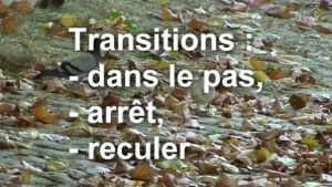 Transition dans l'allure du pas, arrêt, reculer