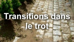 Transitions dans l'allure du trot