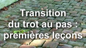 Transition trot-pas : premières leçons