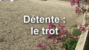 La détente du cheval : au trot