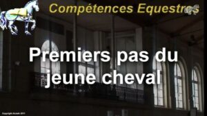 Premiers pas du jeune cheval (extraits)